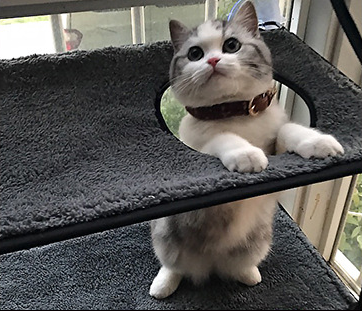 Cat Bed Cat Hammock Cat Hammock Removable and Washable Super Suction Cup Cat Pad Window Sill Cat Litter